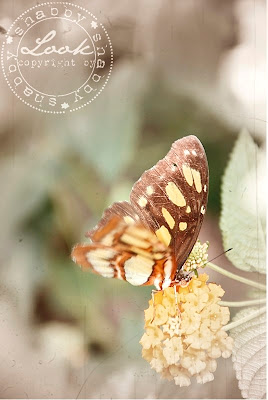 Wunderbares Zuhause Schonheiten Der Natur The Beauties Of The