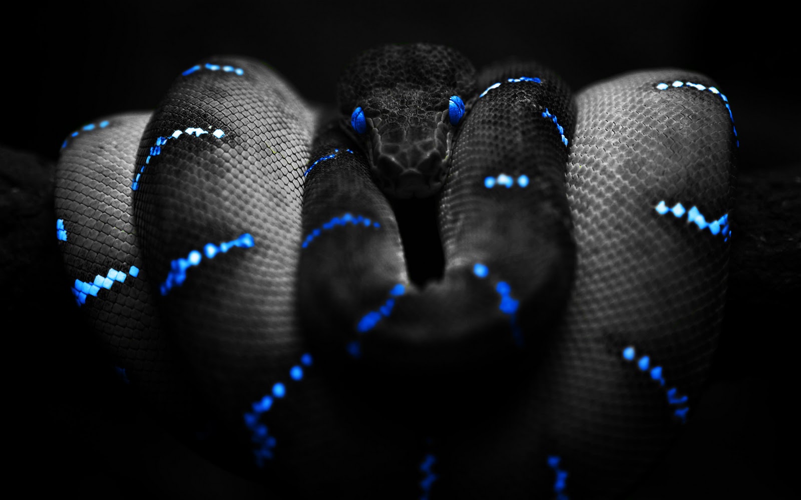 http://2.bp.blogspot.com/_2UbsSBz9ckE/S8ud1NQXETI/AAAAAAAABOE/I1rO8nzN-ow/s1600/Photoshop_Snake_HD_wallpaper_blue.jpg