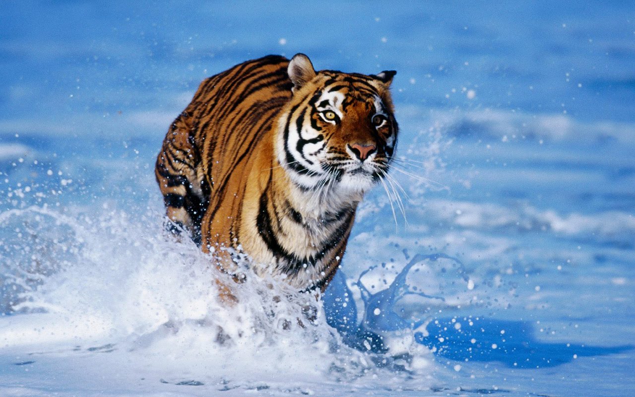 Awsome Vector Tiger 1920x1200 High Definition Wallpaper, Bengal Tiger 