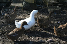 Ducks in a Row by Ash @ Whats for Dinner?