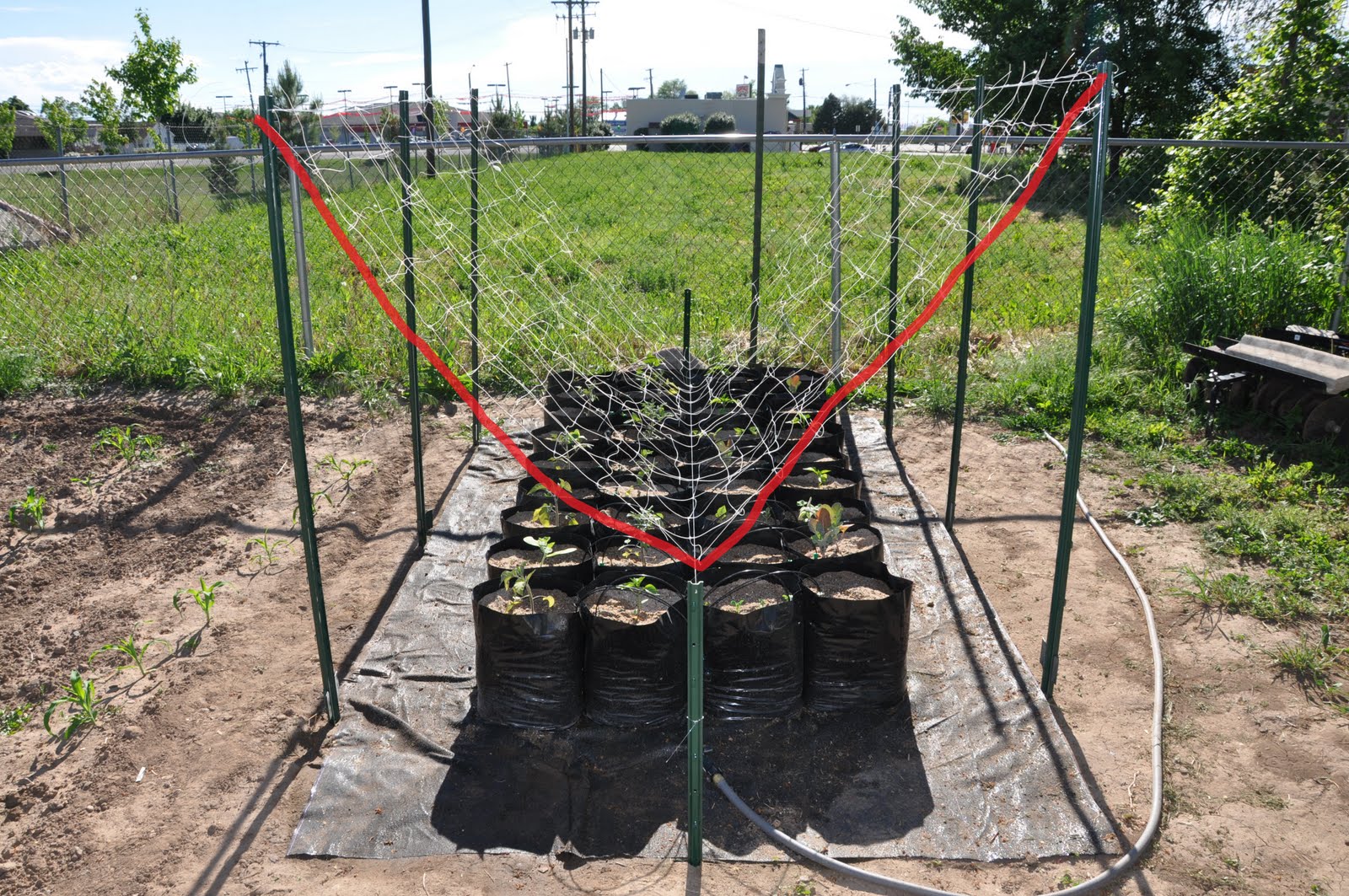 Ready Made Garden: June 2010