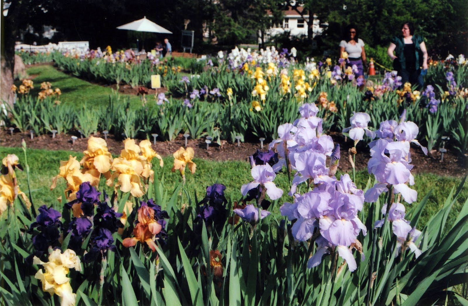New Jersey Memories Wordless Wednesday 5 Iris Gardens in Upper