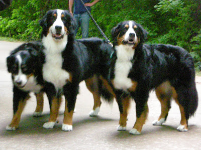Bernese Mountain Dog