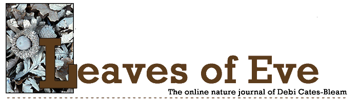 Leaves of Eve, the Online Nature Journal of Debi Cates-Bleam