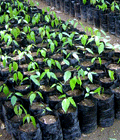 Agarwood Sapling Height