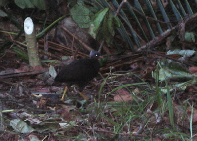 Micronesian Megapode