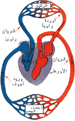 مدونة العلوم الجهاز الدوري
