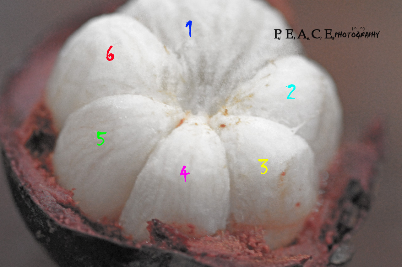 Gambar+Buah+Manggis ... .blogspot.com/2012/11/gambar-buah-manggis-foto-buah-manggis.html