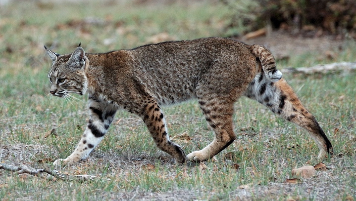 Carlos Cats For Sale In Reno Nv Carlos Cats For Sale In Reno Nv