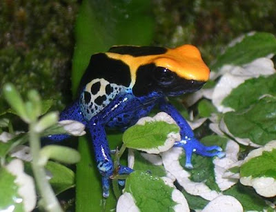 Top 10 de: De todo DENDROBATES+TINCTORIUS+BRASIL+rana+flecha