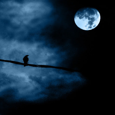" ك’ـفـــــــى وَ لـ نتأمل قليلاً ...!! " =) Moon+moonlight+bird