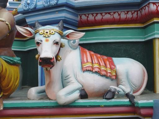 Cows From India