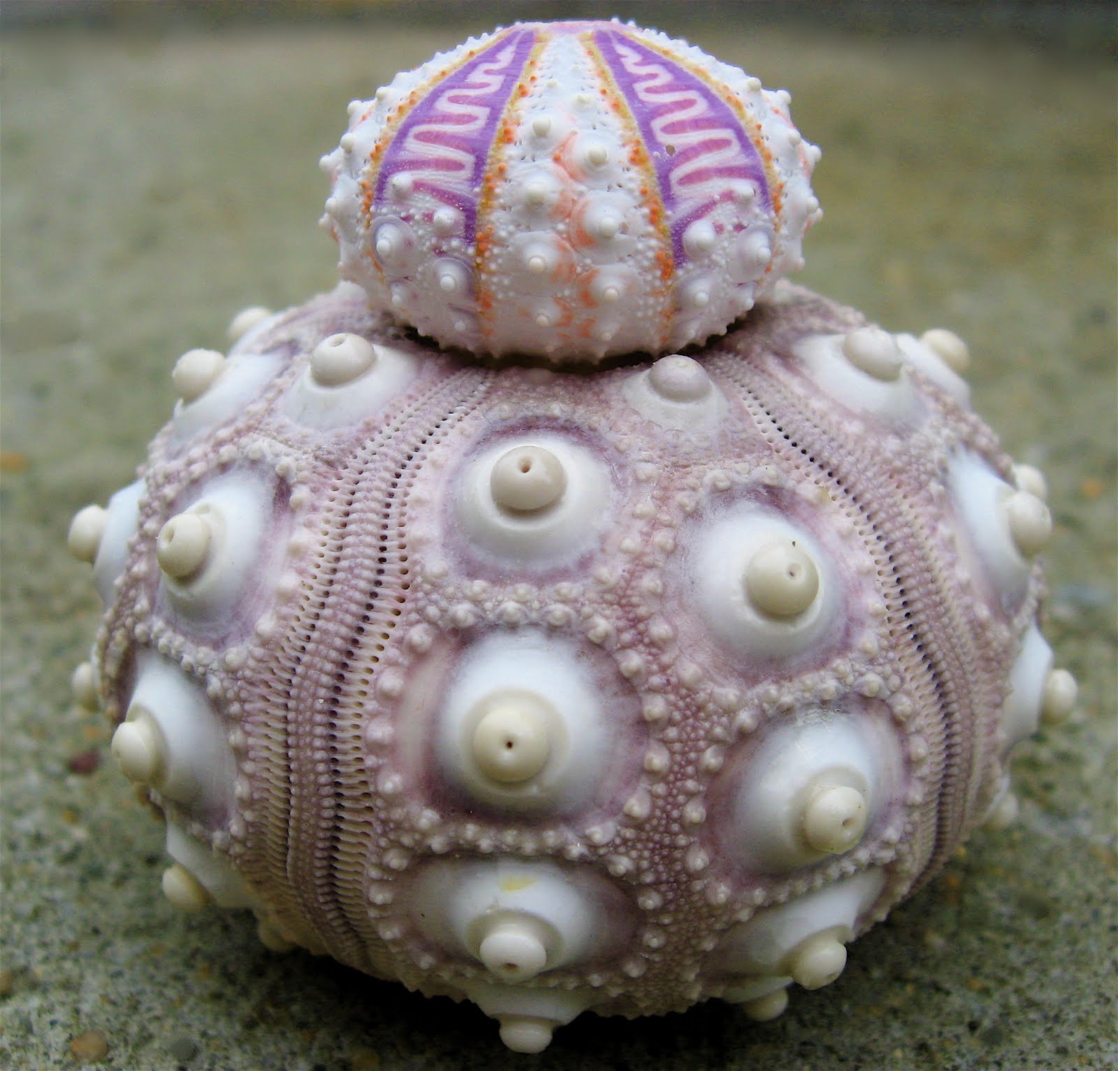 sea-urchin-fractal.jpg