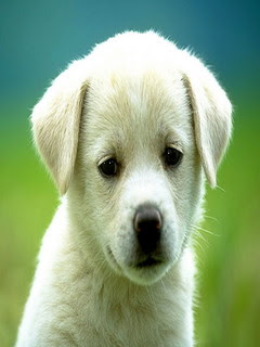 Free samsung corby wallpapers - cute puppy dog