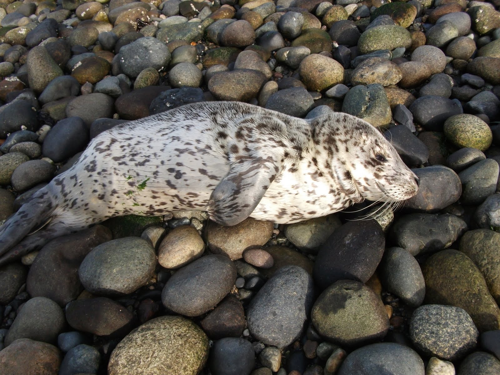 Shoreline Area News: Baby Harbor Seal at Richmond Beach