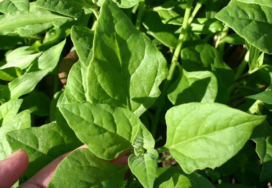 Toowoomba Plants Native Spinach