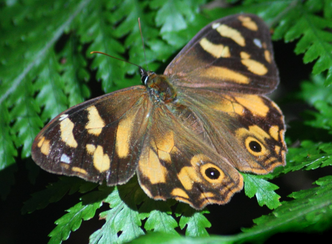 Toowoomba Plants Butterfly Host Plants for the Toowoomba District