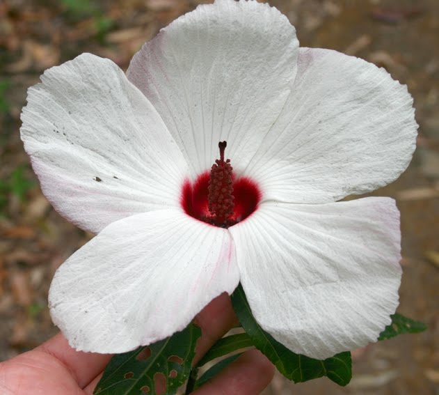 Toowoomba Plants Native Hibiscus