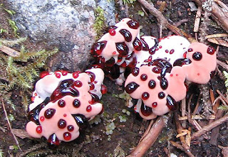 Bloodtooth Fungus