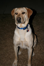 Dodger Dog