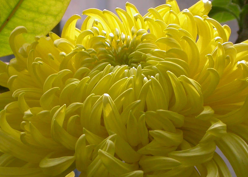 [yellow+mum+crop+small.jpg]