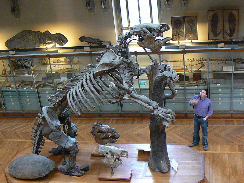 سلسة ثديات ما قبل التاريخ:ميجاثيريوم .. الوحش العملاق.. Megatherium+americanum+skeleton,+Mus%C3%A9um+national+d%27Histoire+naturelle,+Paris