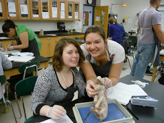 Dissected Pig Fetus