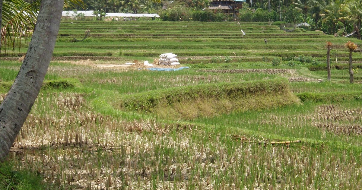 AgriQuest Wet Rice Production in Southeast Asia