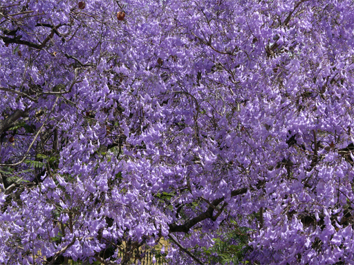[jacarandá.jpg]