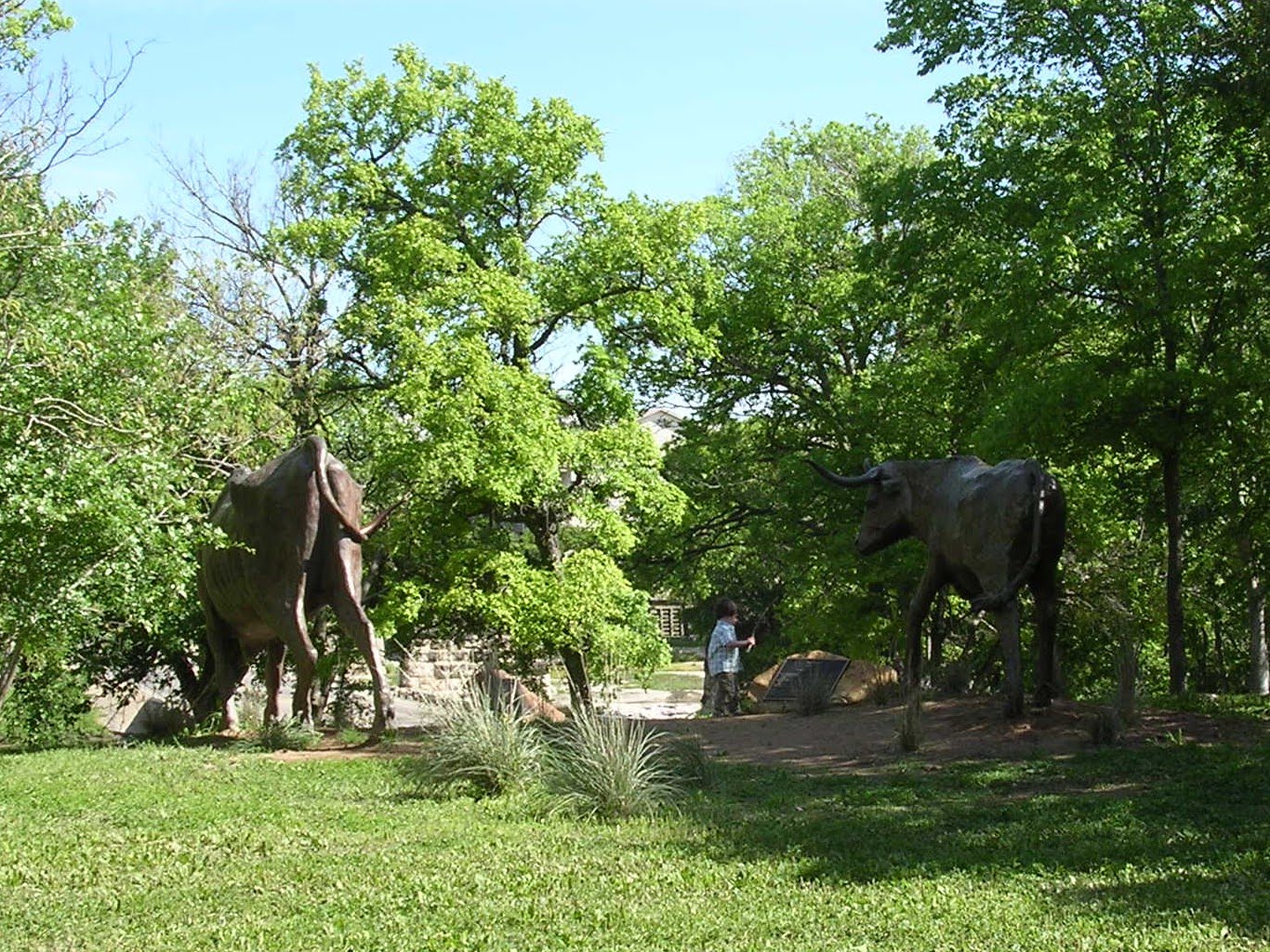 Morning Glories In Round Rock: The Crossing on Chisholm Trail