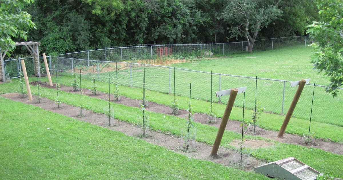 Growing Grapes in my Vineyard Trellis Construction
