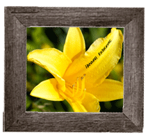 Hannah's Flower in Rory's Garden