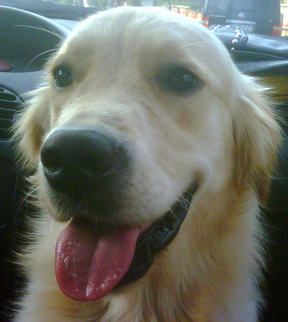 Golden Retriever Jessie Yavru Köpeklerde Görme Duyusu Nasıl Geliştirilir