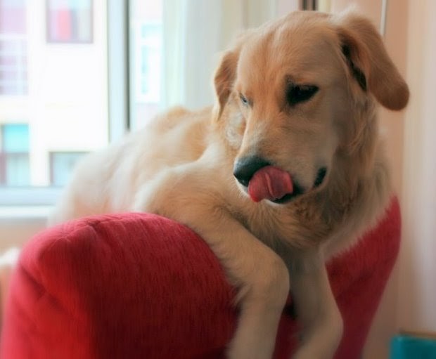 Golden Retriever Jessie İstanbul Yağmura Jessie Ev Hapsine Mahkum