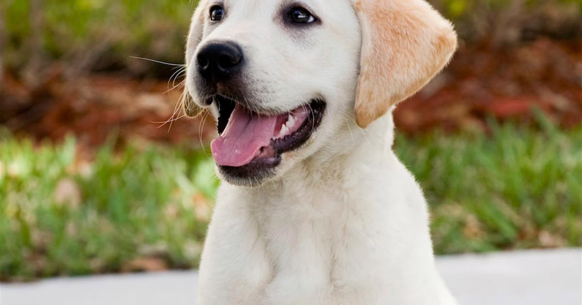 Golden Retriever Jessie Marley ve Ben Ekran Koruyucu İsteyenler..)