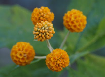 Orange Butterfly Bush 04 Orange Butterfly Bush, Butterfly Bush