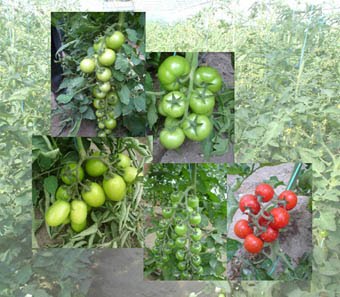 [loreto_tomate.jpg]