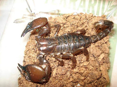 scorpio animals