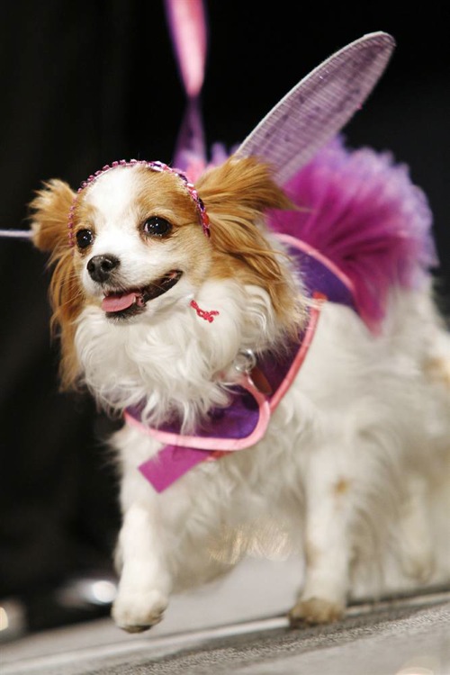 Damn Fresh Pics New York Pet Fashion Week 2010