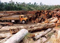 Desmatamento da Amazônia