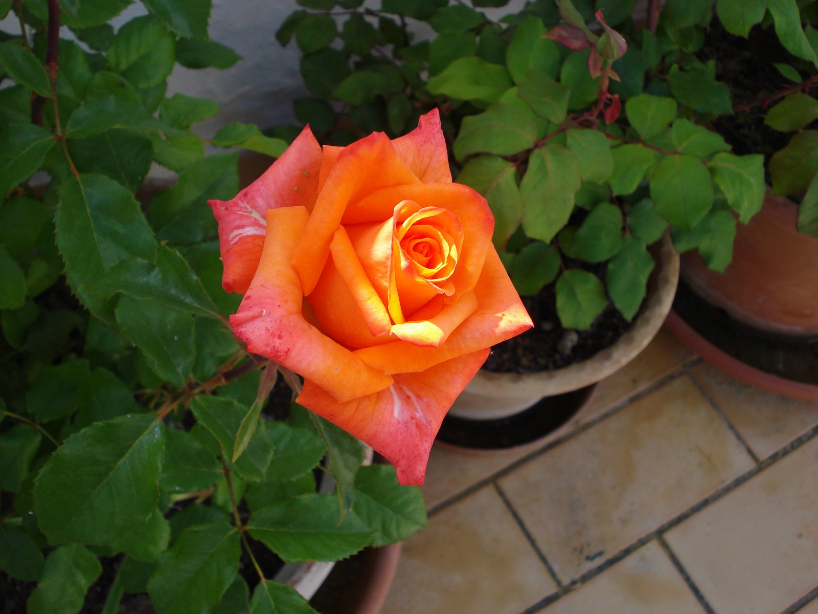 [DSC04709.JPG]