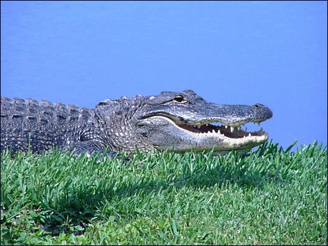 [gator.bmp]