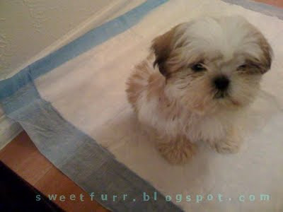 how to wee wee pad train an older dog