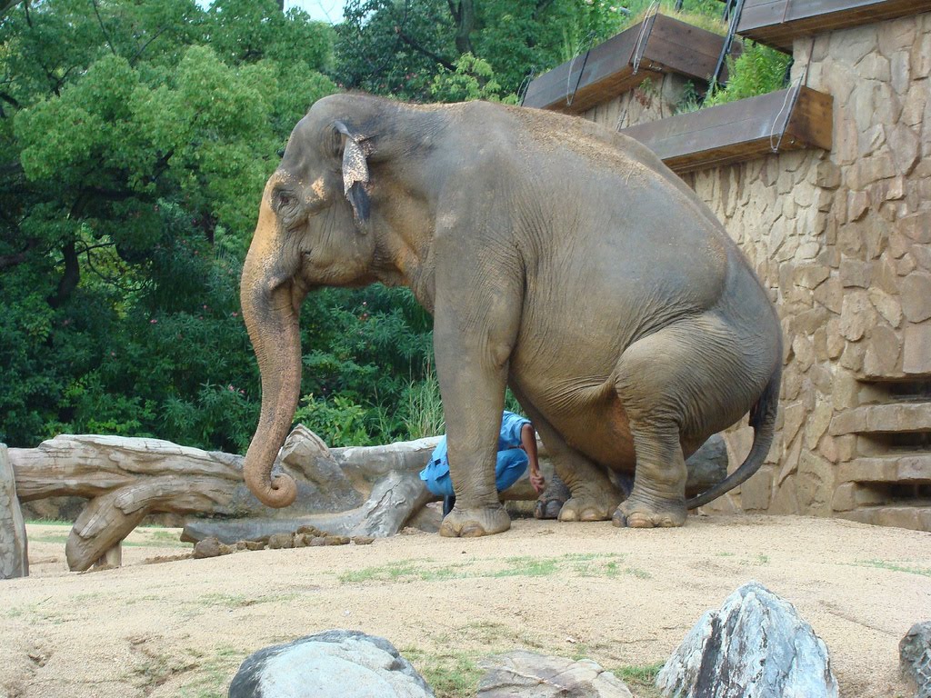 The Circus "NO SPIN ZONE" Tennoji Zoo ElephantsOsaka, Japan