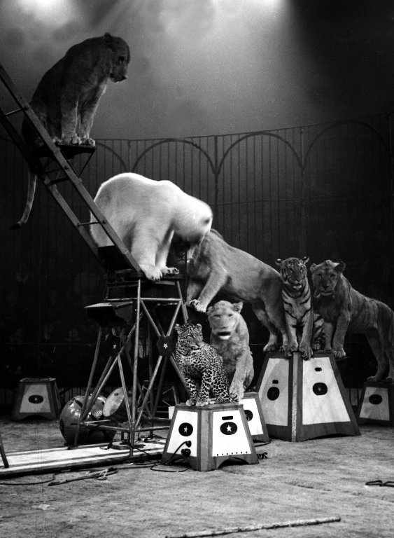 The Circus "NO SPIN ZONE" Alfred Court