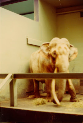 Google Animal Carving