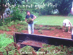 Suplai rumput gajah mini Suplai rumput gajah mini