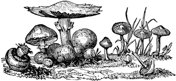 [mushrooms+1.gif]