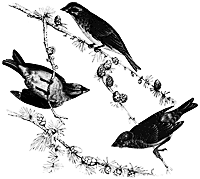 [purplefinch_12535_sm.gif]