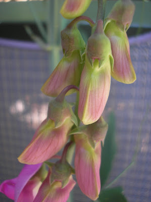 Sweet Pea Colors